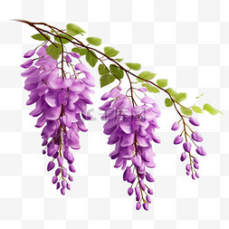 紫藤花长廊图片_紫藤花植物简约元素立体免扣图案
