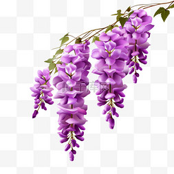 紫藤花植物几何元素立体免扣图案