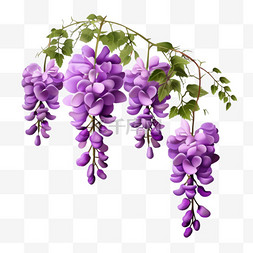 紫藤花长廊图片_紫藤花美丽植物元素立体免扣图案