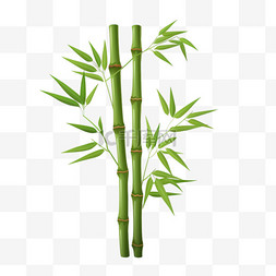 竹子简单植物元素立体免扣图案