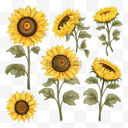 向日葵花朵水彩图片_向日葵插图手绘风格