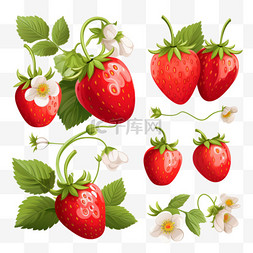 营养叶子图片_成熟草莓与叶子和开花矢量集