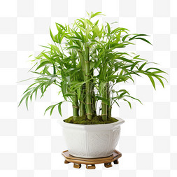 建模竹子盆栽元素立体免扣图案