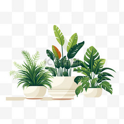 家庭植物