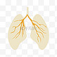 呼吸道肺热肺叶设计图