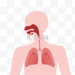 分娩呼吸图片_肺部呼吸道素材