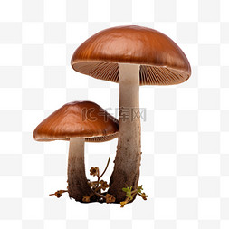 造型棕色蘑菇元素立体免扣图案