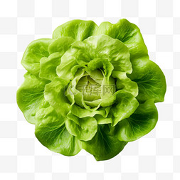 白菜装饰图片_数字艺术蔬菜白菜元素立体免扣图