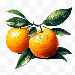 砂糖橘水果图片_乡村砂糖橘叶子插画元素