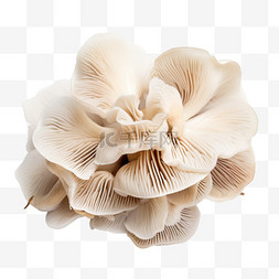 造型白色蘑菇元素立体免抠图案