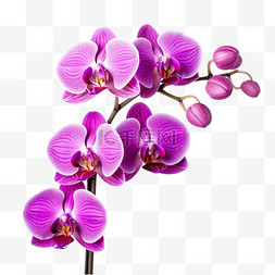 写实紫色蝴蝶兰元素立体免扣图案