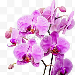 简单紫色蝴蝶兰元素立体免扣图案