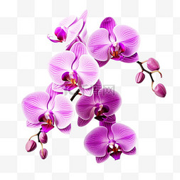 紫色浪漫的树图片_图形紫色蝴蝶兰元素立体免扣图案