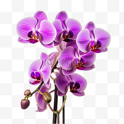 几何紫色蝴蝶兰元素立体免扣图案