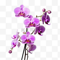 造型紫色蝴蝶兰元素立体免扣图案