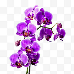 创意紫色蝴蝶兰元素立体免扣图案