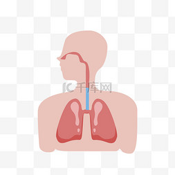 呼吸道呼吸图片_呼吸道肺结核肺心病设计图