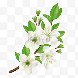 春季白色花朵春天海报装饰元素