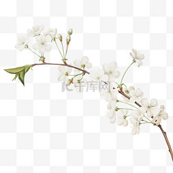 花朵简约海报图片_白色唯美春季花朵春天海报装饰元
