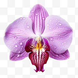 AICG紫色花瓣元素立体免抠图案