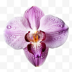 花瓣数字图片_几何紫色花瓣元素立体免抠图案