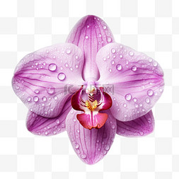 素材紫色花瓣元素立体免抠图案
