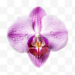 合成紫色花瓣元素立体免抠图案