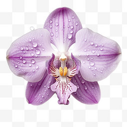 图形紫色花瓣元素立体免抠图案