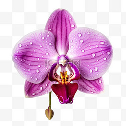花瓣数字图片_创意紫色花瓣元素立体免抠图案