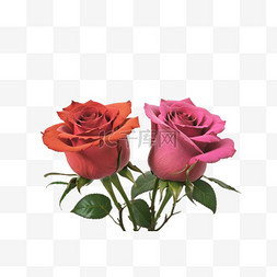 情人节红色粉色玫瑰花设计