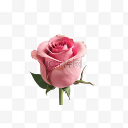 粉色玫瑰情人节照片设计