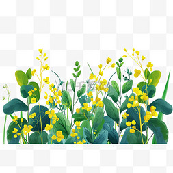 春天黄色油菜花手绘免抠元素
