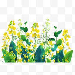 油菜花手绘图片_黄色油菜花手绘免抠元素春天