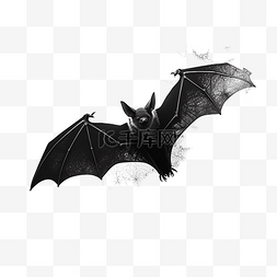 翅膀图片_飞翔的蝙蝠黑色动物