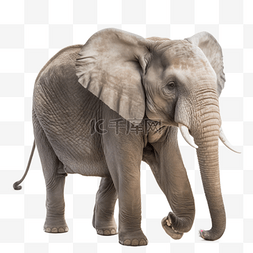 保护动物的图图片_大象真实3d