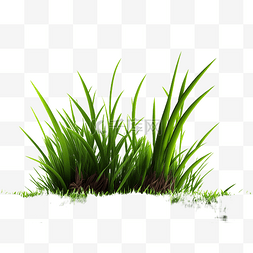 草地春季植物