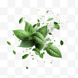 植物树叶插画素材图片_薄荷绿色插画