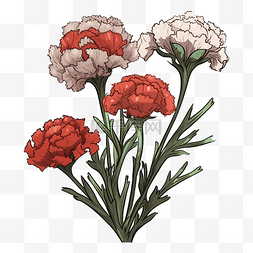 红色康乃馨花朵图片_康乃馨红白色美丽图案