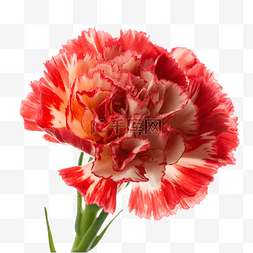 红色康乃馨花朵图片_康乃馨花店礼物红色透明