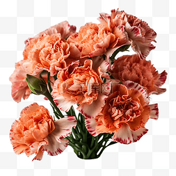 粉色的大树图片_康乃馨花瓣橙色