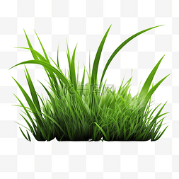 草地绿色植物