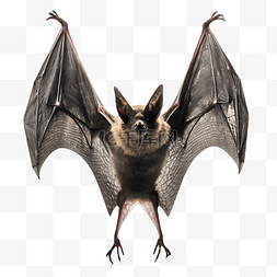 飞的动物卡通图片_张开翅膀的黑色蝙蝠3d立体动物建