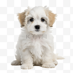 一只可爱的白色马尔济斯宠物幼犬