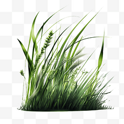 白底纸质边框图片_绿草丛植物白底透明
