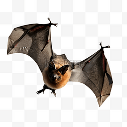 蝙蝠展开翅膀飞翔动物立体3d建模
