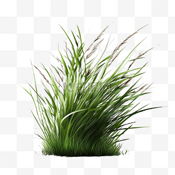 草植物绿色白底透明