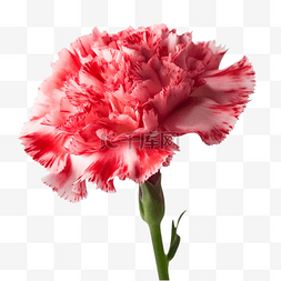 一朵粉色康乃馨图片_康乃馨植物花朵粉色