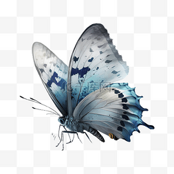 蝴蝶蓝色漂亮的插画