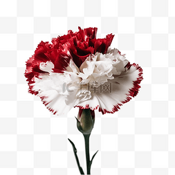 水彩漂亮的红色花图片_康乃馨红色美丽