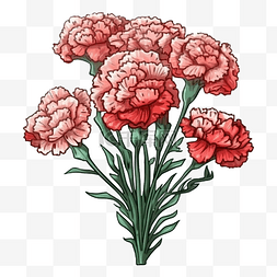 红色康乃馨花朵图片_康乃馨花束红色好看图案